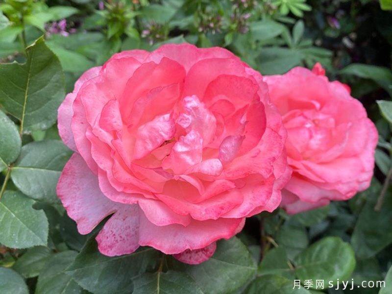 粉红豹月季/粉豹月季Pink Panther(图2)