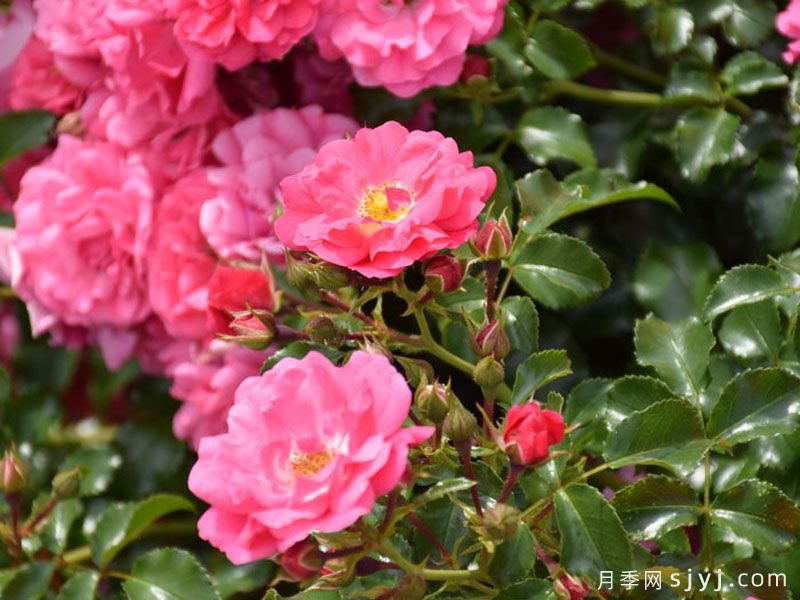 粉色地毯月季/海德的梦想/艾米拉/粉红花毯Flower Carpet Pink(图4)