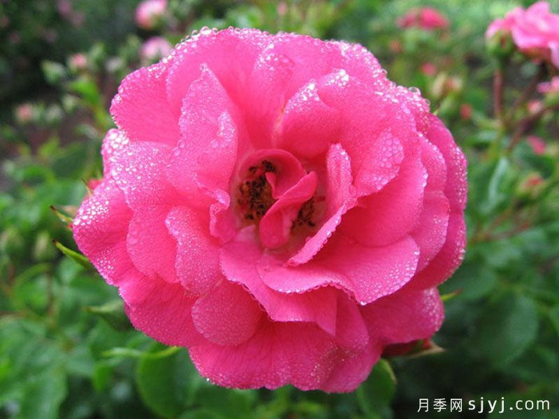 粉色地毯月季/海德的梦想/艾米拉/粉红花毯Flower Carpet Pink(图2)