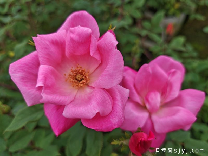 粉色绝代佳人月季Pink Knock Out(图2)