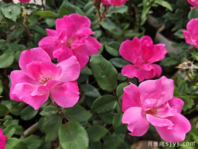 粉色绝代佳人月季Pink Knock Out(图4)