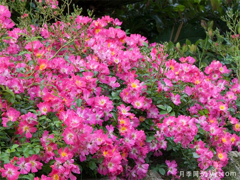 粉色漂流月季Pink Drift(图3)
