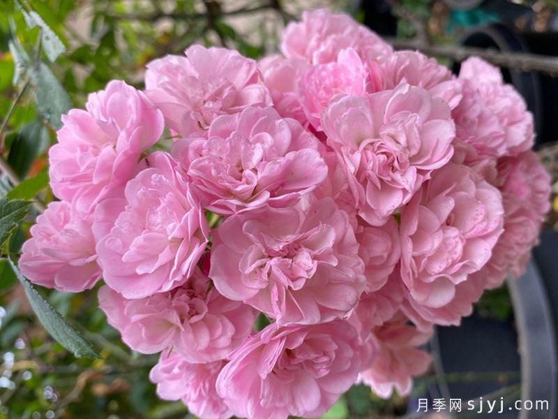 粉色天堂月季Heavenly Pink(图4)