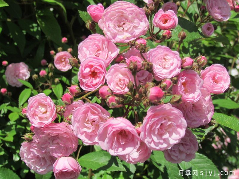粉色天堂月季Heavenly Pink(图2)