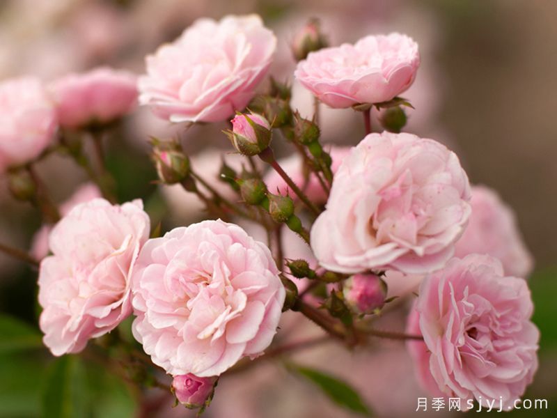 粉色天堂月季Heavenly Pink(图3)