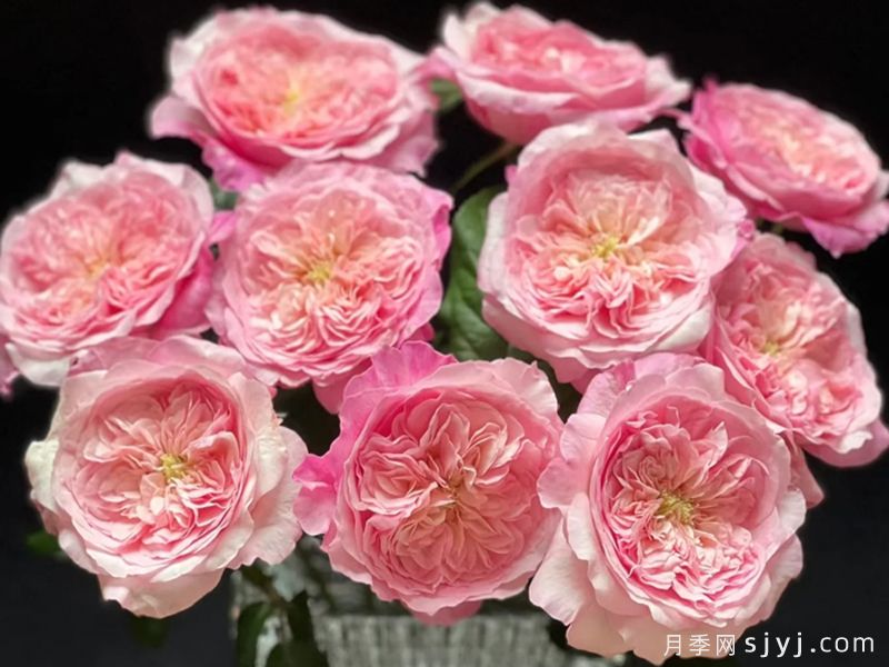 粉色香水月季/五号香水Pink Fragrance(图1)