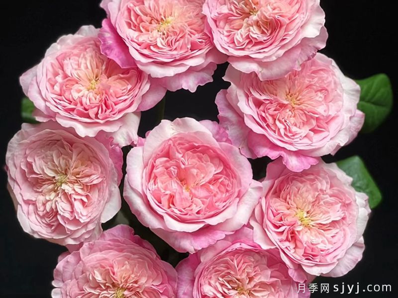 粉色香水月季/五号香水Pink Fragrance(图2)
