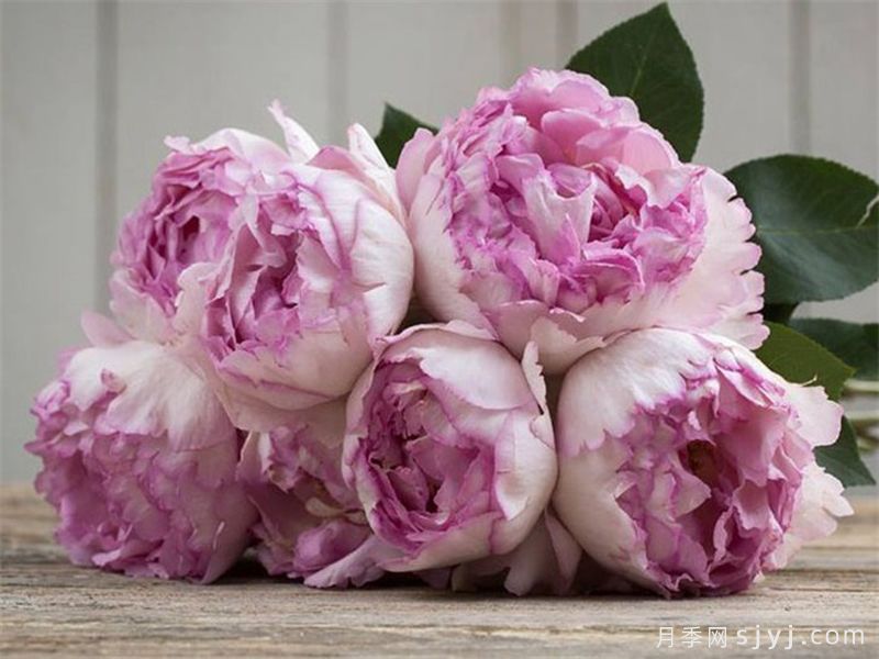 粉色伊芙伯爵月季/粉伯爵Pink Yves Piaget(图2)