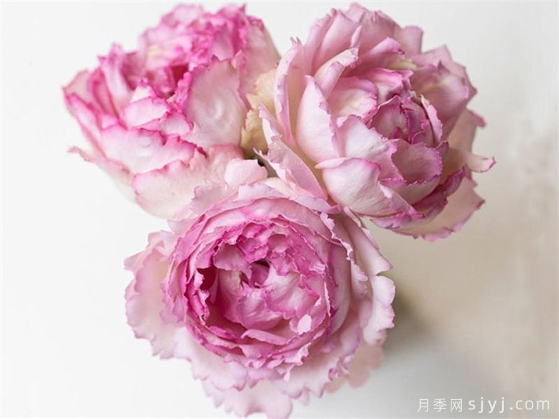 粉色伊芙伯爵月季/粉伯爵Pink Yves Piaget(图3)