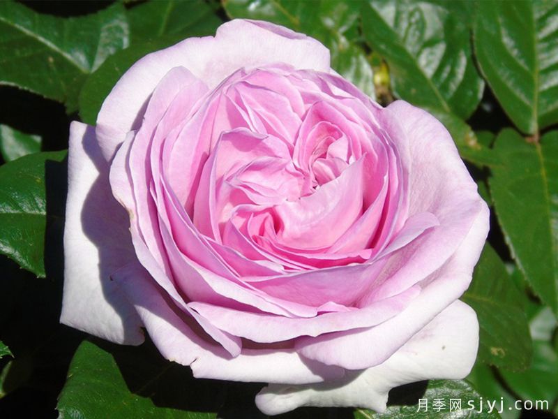 粉色尤里卡月季/粉色尤瑞卡/粉红发现Pink Eureka(图2)