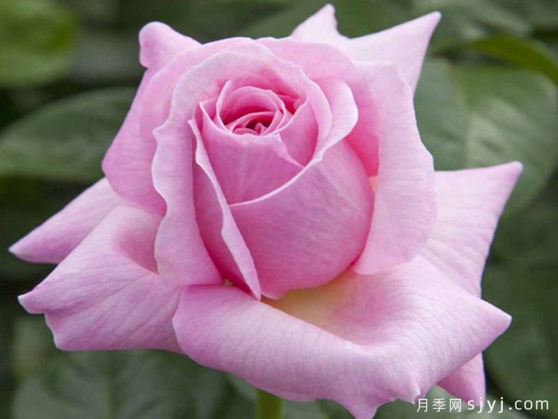 粉色尤里卡月季/粉色尤瑞卡/粉红发现Pink Eureka(图3)