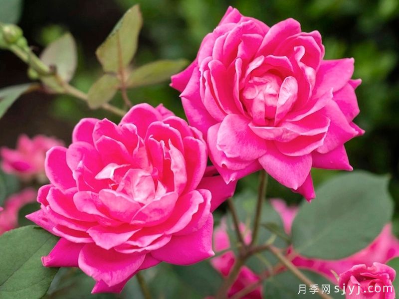 粉色重瓣绝代佳人月季Pink Double Knock Out(图1)