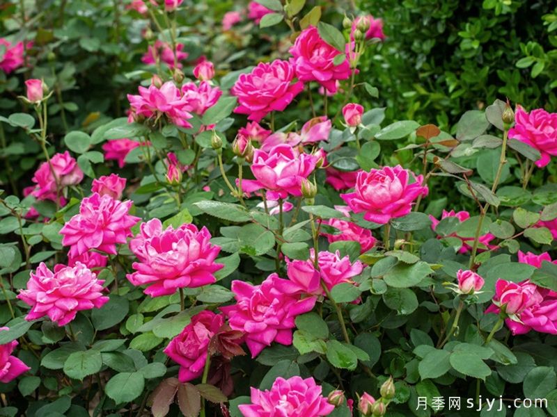粉色重瓣绝代佳人月季Pink Double Knock Out(图5)