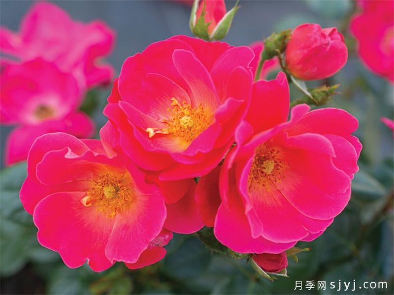 粉砖房月季Brick House Pink(图1)
