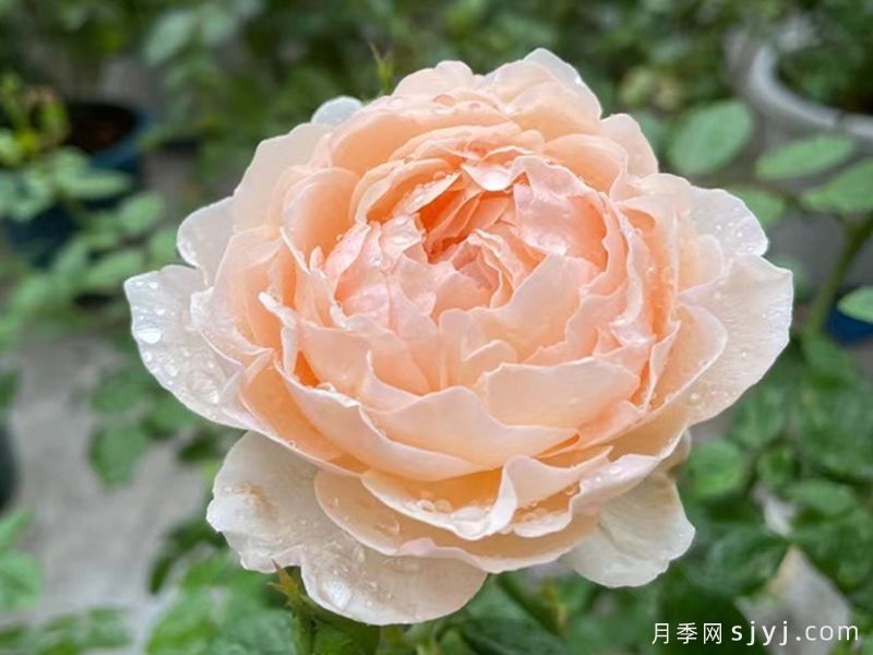 粉妍月季(图2)