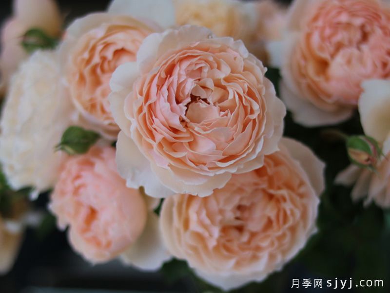 粉妍月季(图3)