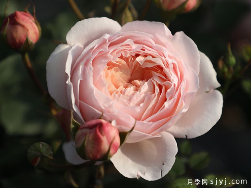 粉妍月季(图4)