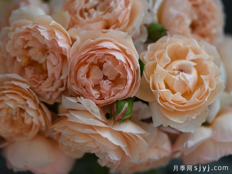 粉妍月季(图5)