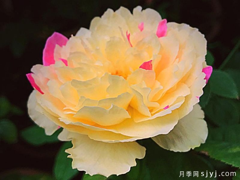 风月月季Fengetsu(图2)