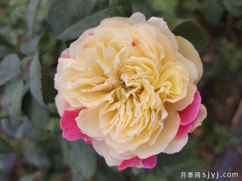 风月月季Fengetsu(图1)