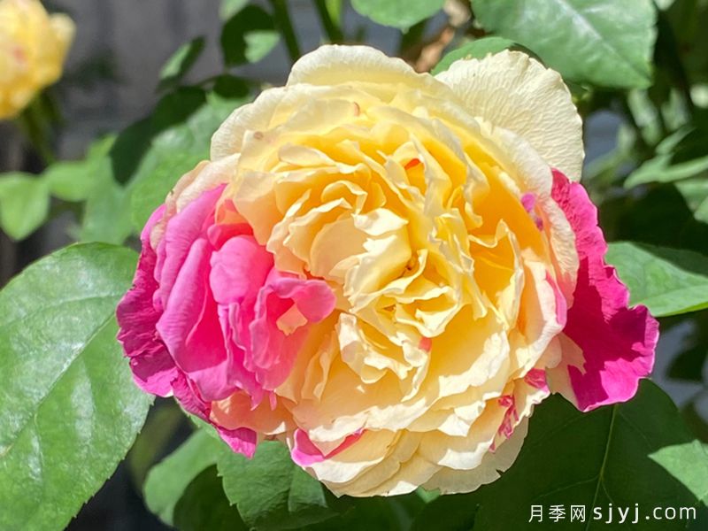 风月月季Fengetsu(图3)