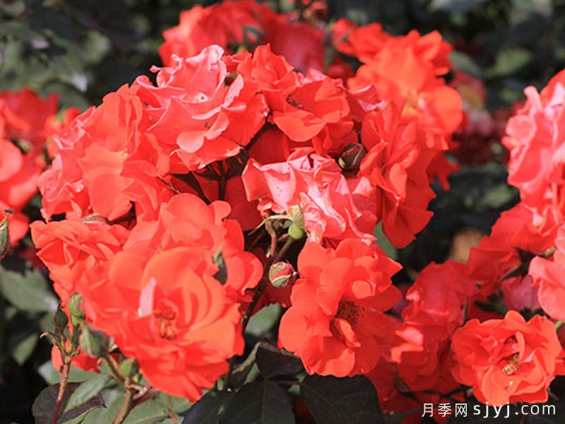 花房月季Hanabusa(图2) 花房月季Hanabusa(图2)