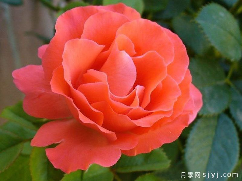 花房月季Hanabusa(图3) 花房月季Hanabusa(图3)