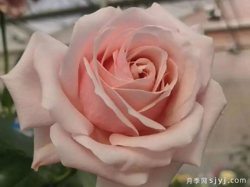娇龙月季(图2)