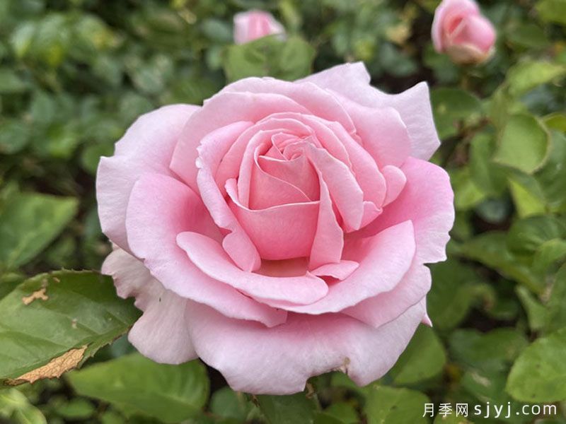 弗雷德里克米斯塔尔月季/米斯特拉香水/儿童玫瑰Frederic Mistral(图2)