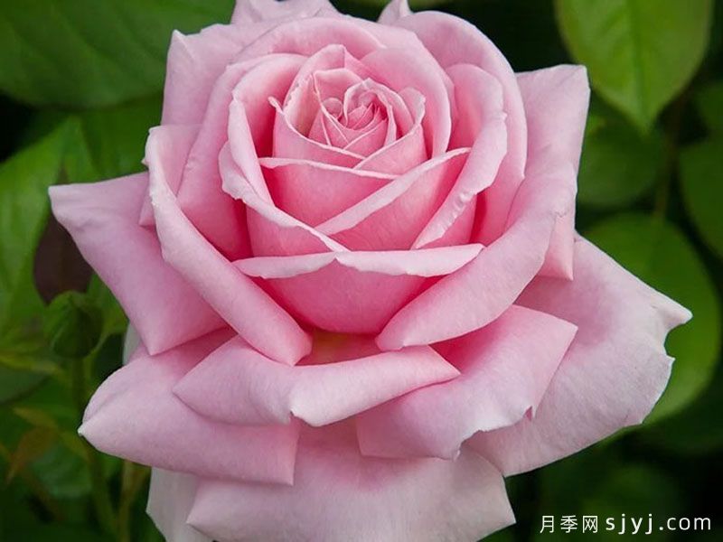 弗雷德里克米斯塔尔月季/米斯特拉香水/儿童玫瑰Frederic Mistral(图1)