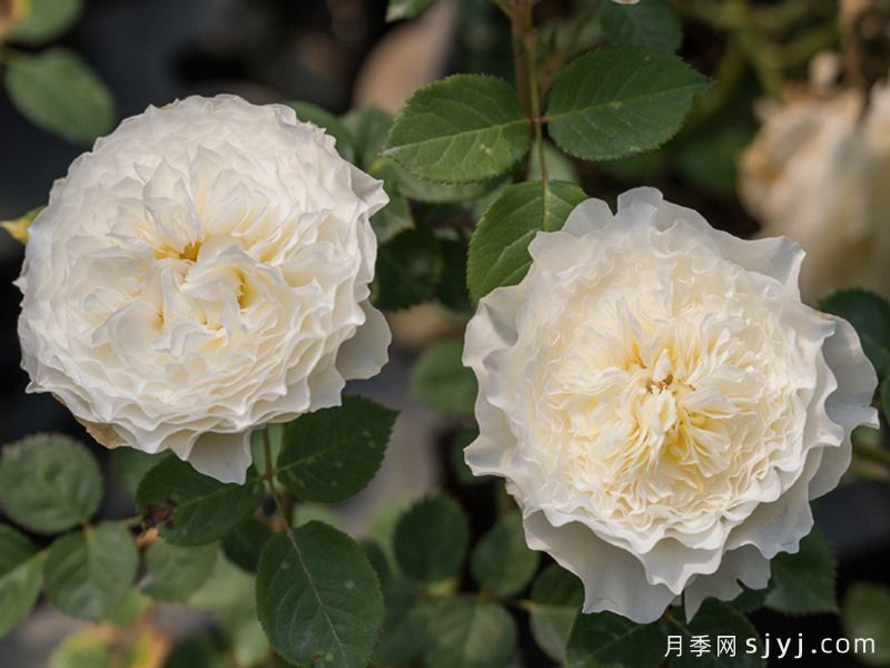 浮光月季(图3)