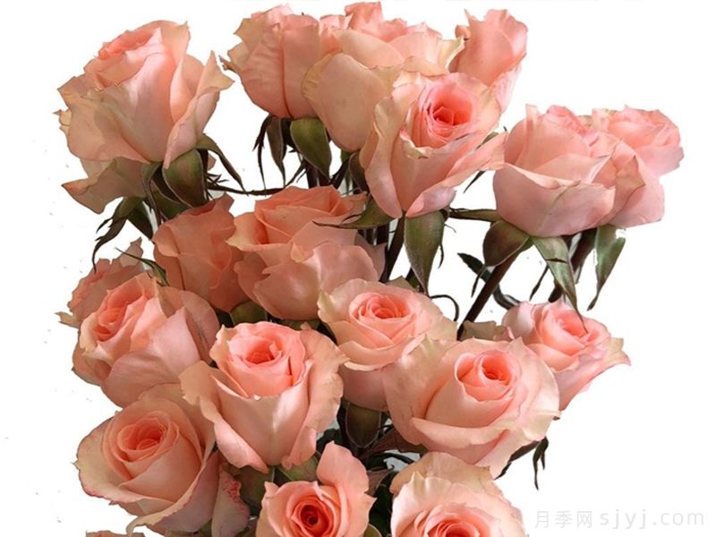 高雅爱人月季Elegant Rosever(图2)