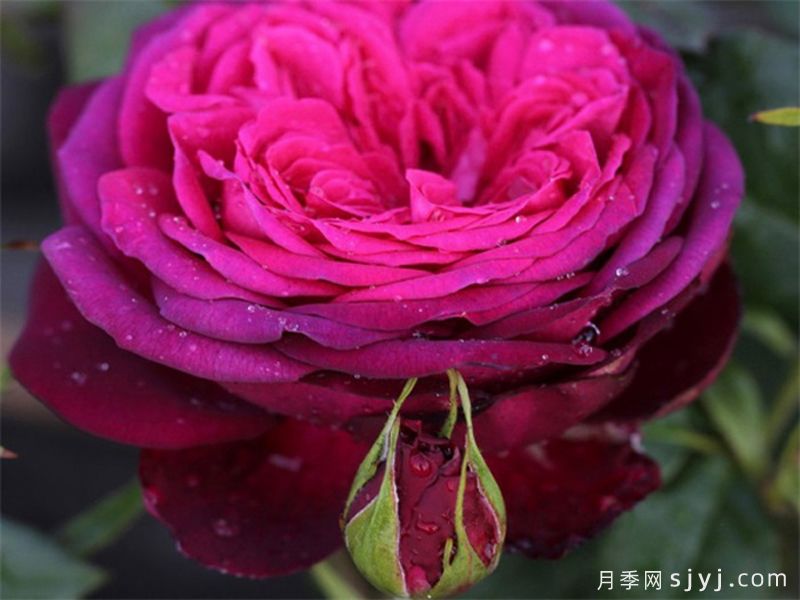 歌德之花月季/歌德玫瑰/纯粹诗歌Johann Wolfgang von Goethe(图4)