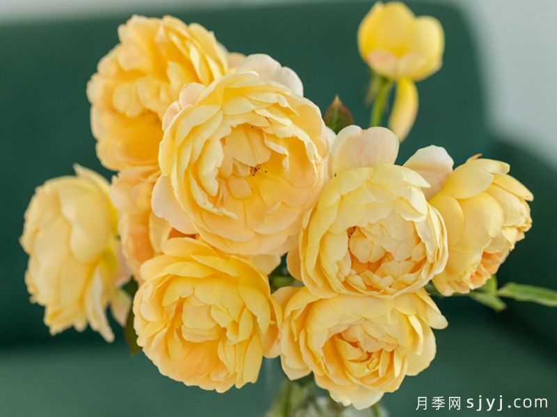 歌笛月季Goldie(图4)