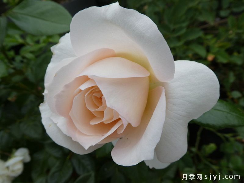 歌剧皇后月季/皇家迪瓦/皇家女主角Royal Diva(图3)