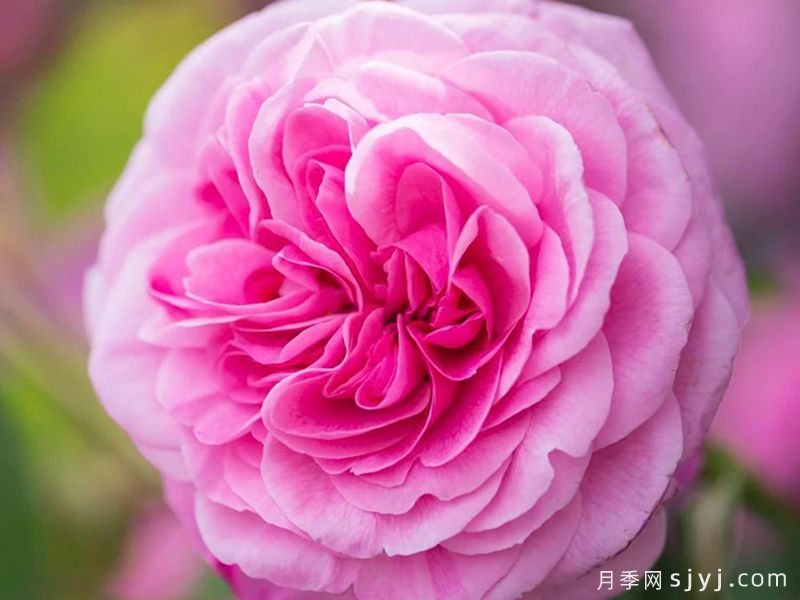 格特鲁德杰基尔月季/葛楚德杰基尔Gertrude Jekyll(图4)