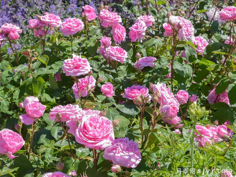 格特鲁德杰基尔月季/葛楚德杰基尔Gertrude Jekyll(图5)