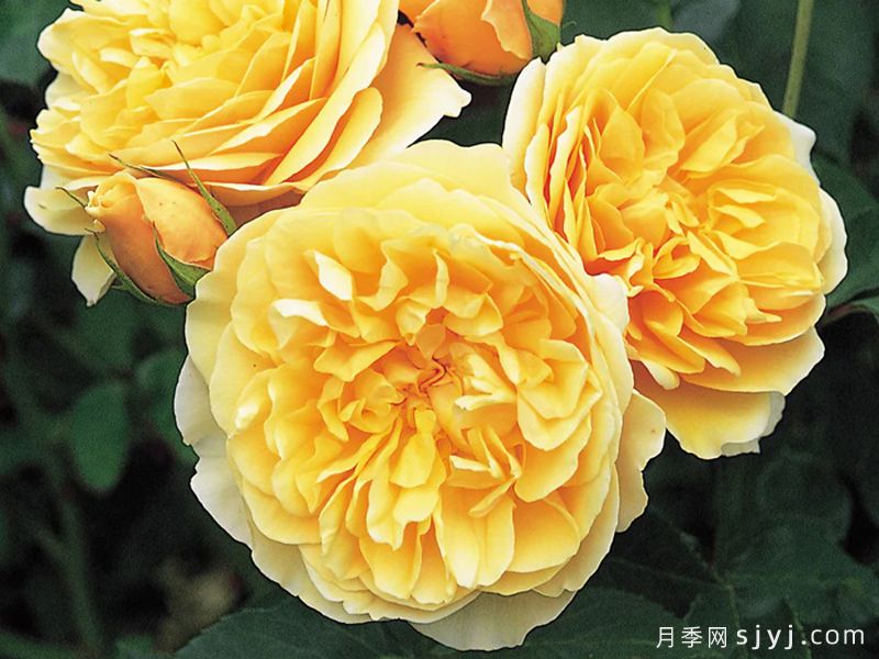 格拉汉托马斯月季Graham Thomas(图3)