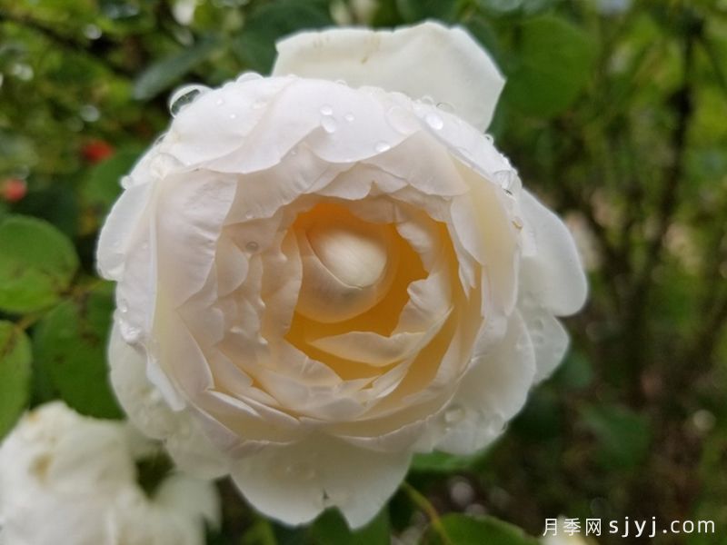 格拉姆斯城堡月季Glamis Castle(图3)