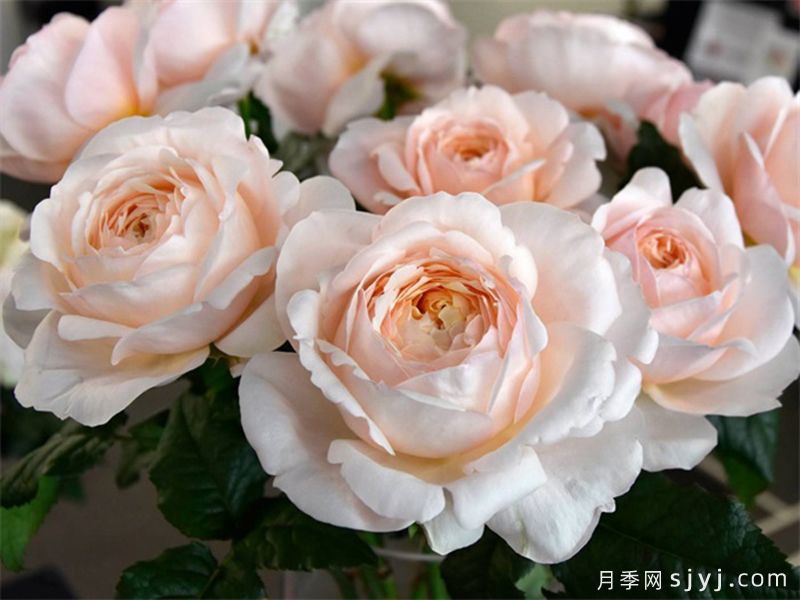 古丽娅夫人月季/古利亚夫人Madame Gulya(图1)