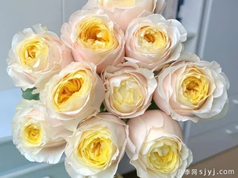 古丽娅夫人月季/古利亚夫人Madame Gulya(图4)