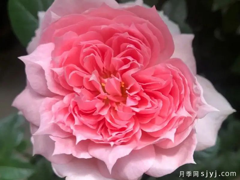 复古珊瑚月季M-Vintage Coral(图1)