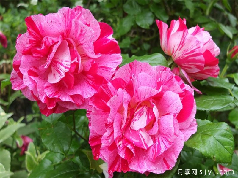 盖伊萨伏瓦月季/盖伊萨沃伊Guy Savoy(图1)