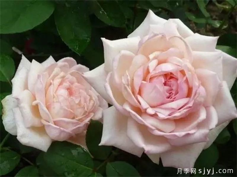 贵妃醉酒月季/醉贵妃(图3)