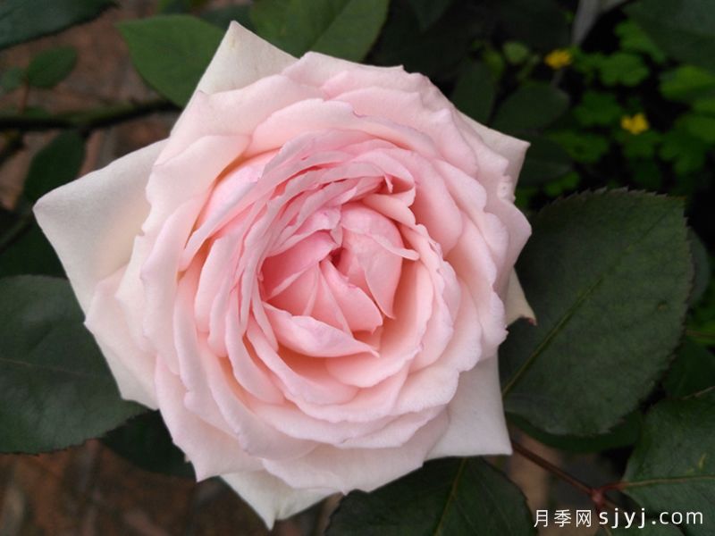 贵妃醉酒月季/醉贵妃(图2)