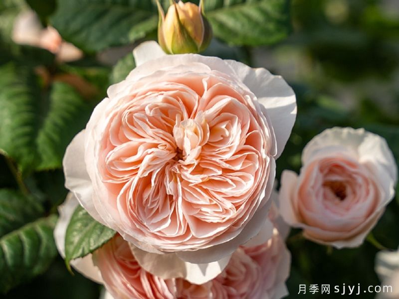 涵仙月季(图1)