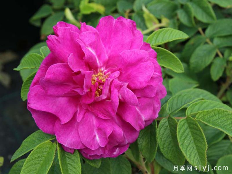 汉莎玫瑰Hansa(图1)