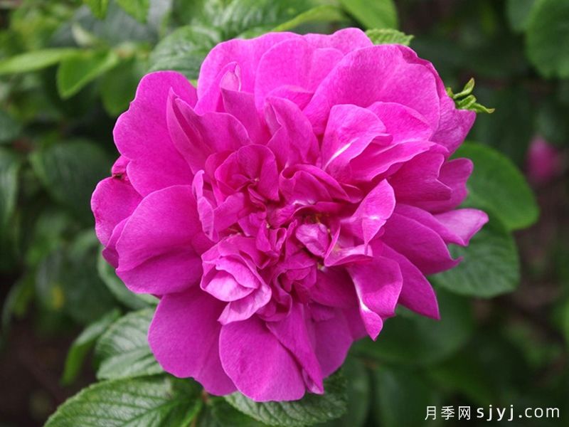 汉莎玫瑰Hansa(图2)