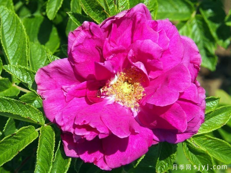 汉莎玫瑰Hansa(图3)