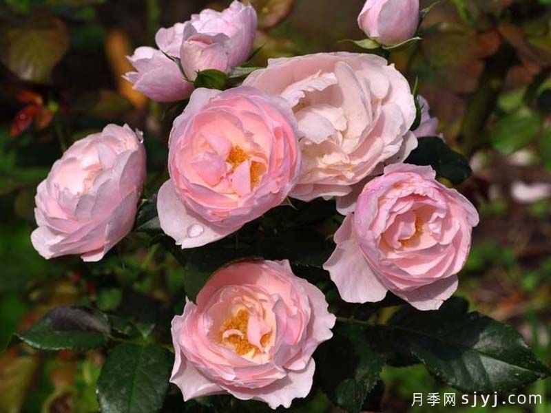 汉斯戈纳文月季Hans Gonewein(图2) 汉斯戈纳文月季Hans Gonewein(图2)